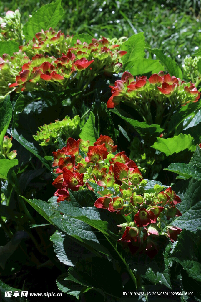 绣球花