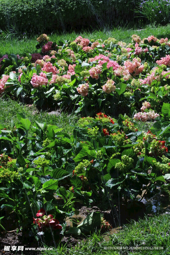 绣球花 