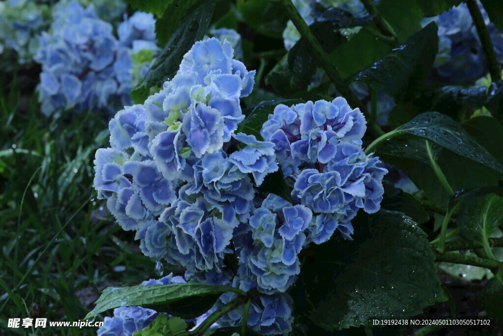 绣球花