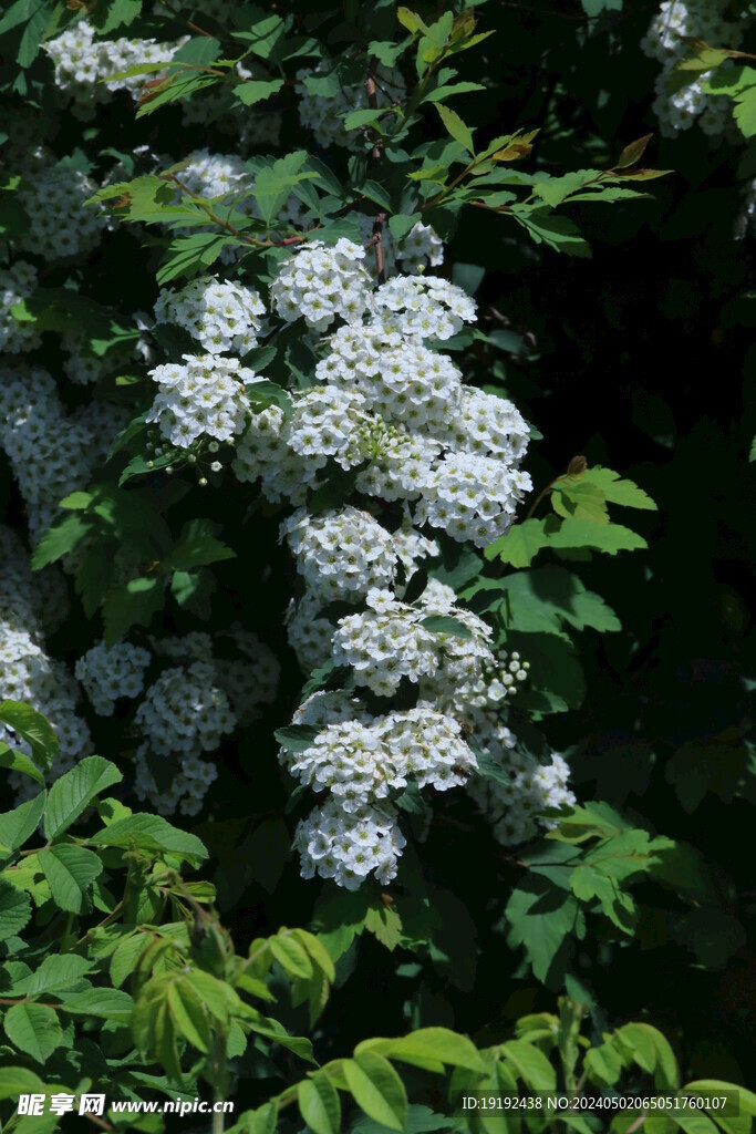 园林花草 