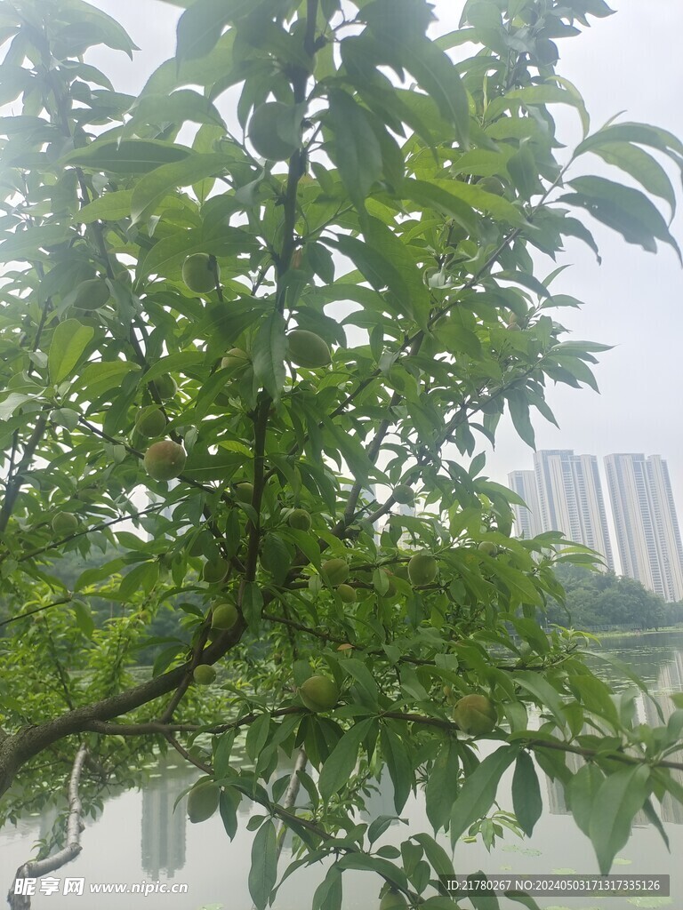 桃树