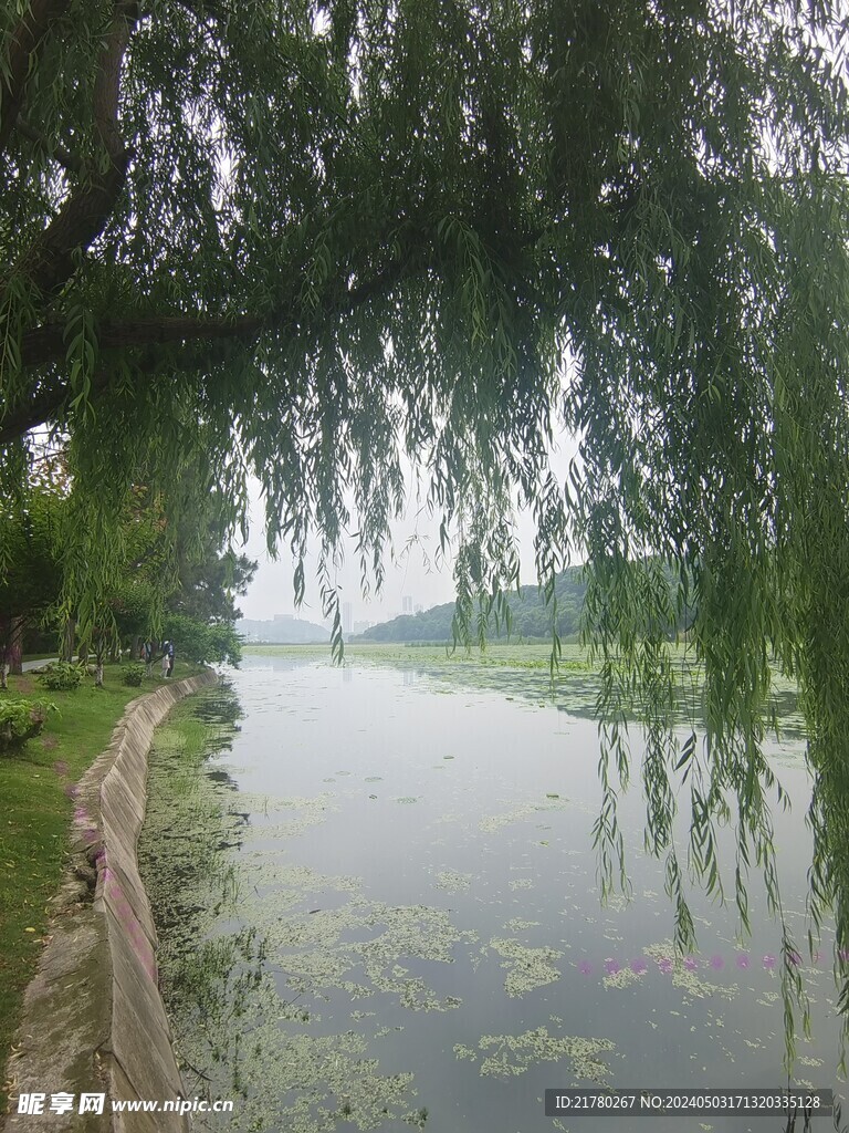 湖边垂柳
