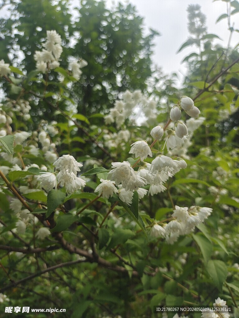 溲疏花