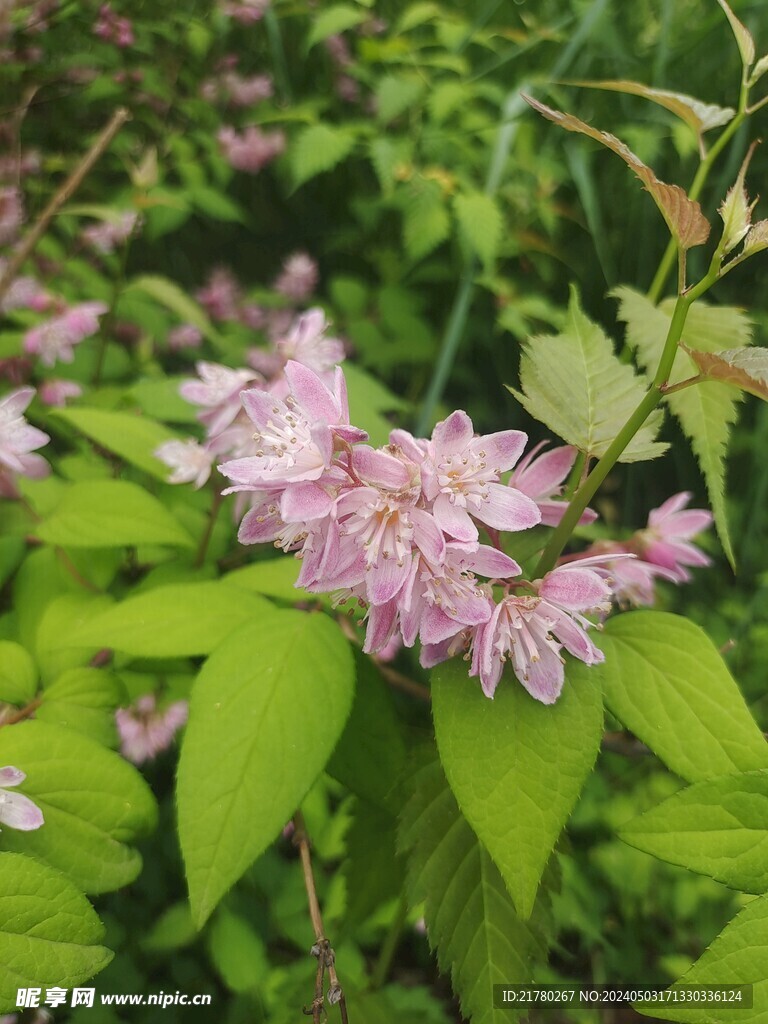 粉色溲疏