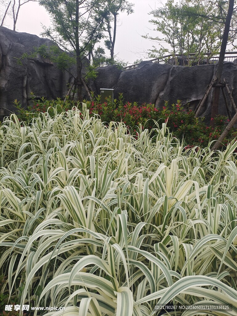 芦竹