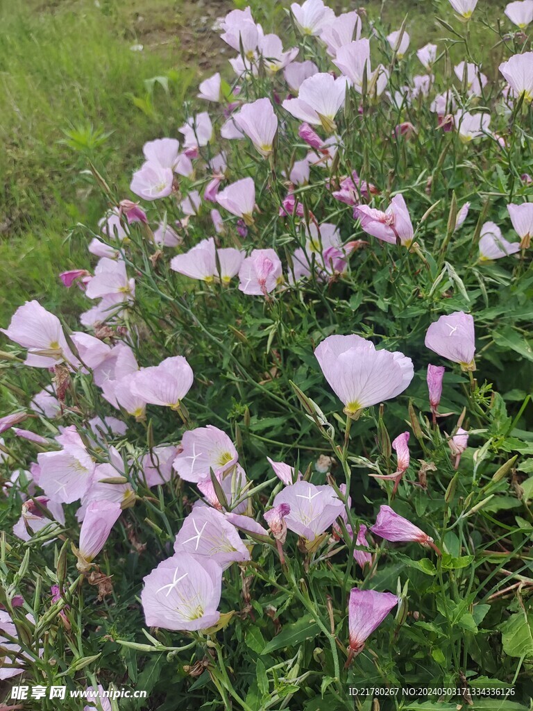月见草