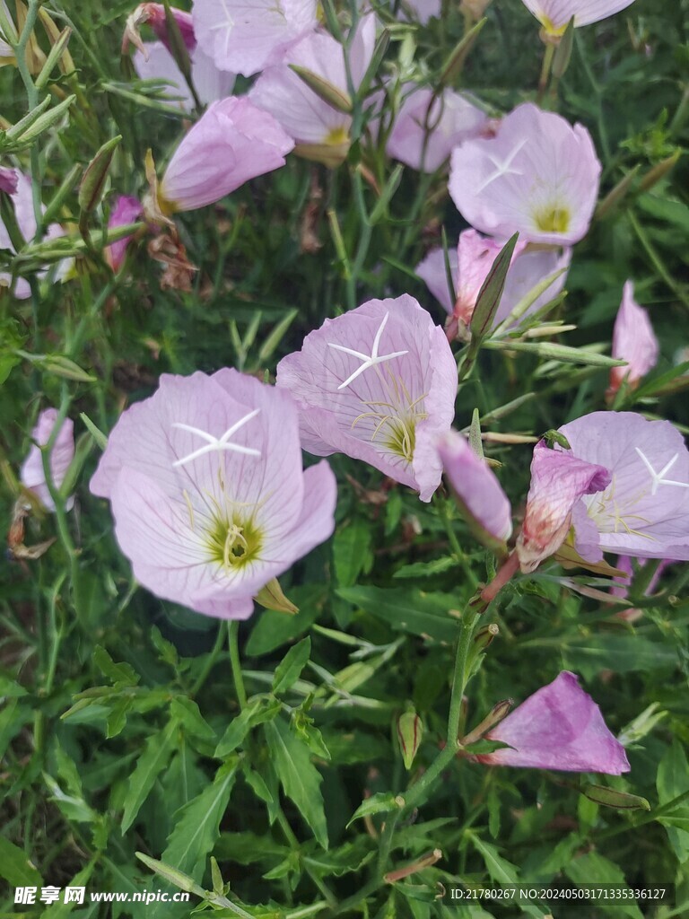 美丽月见草花
