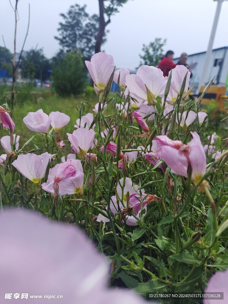 美丽月见草花