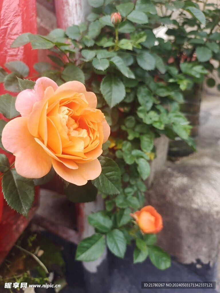 花