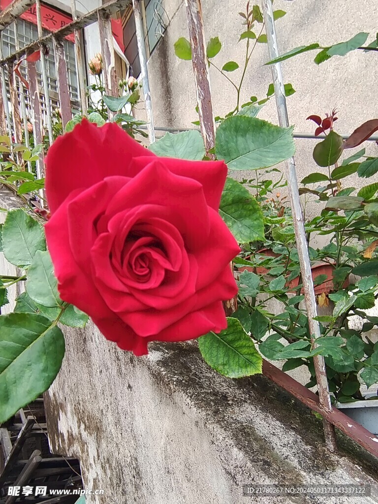 花