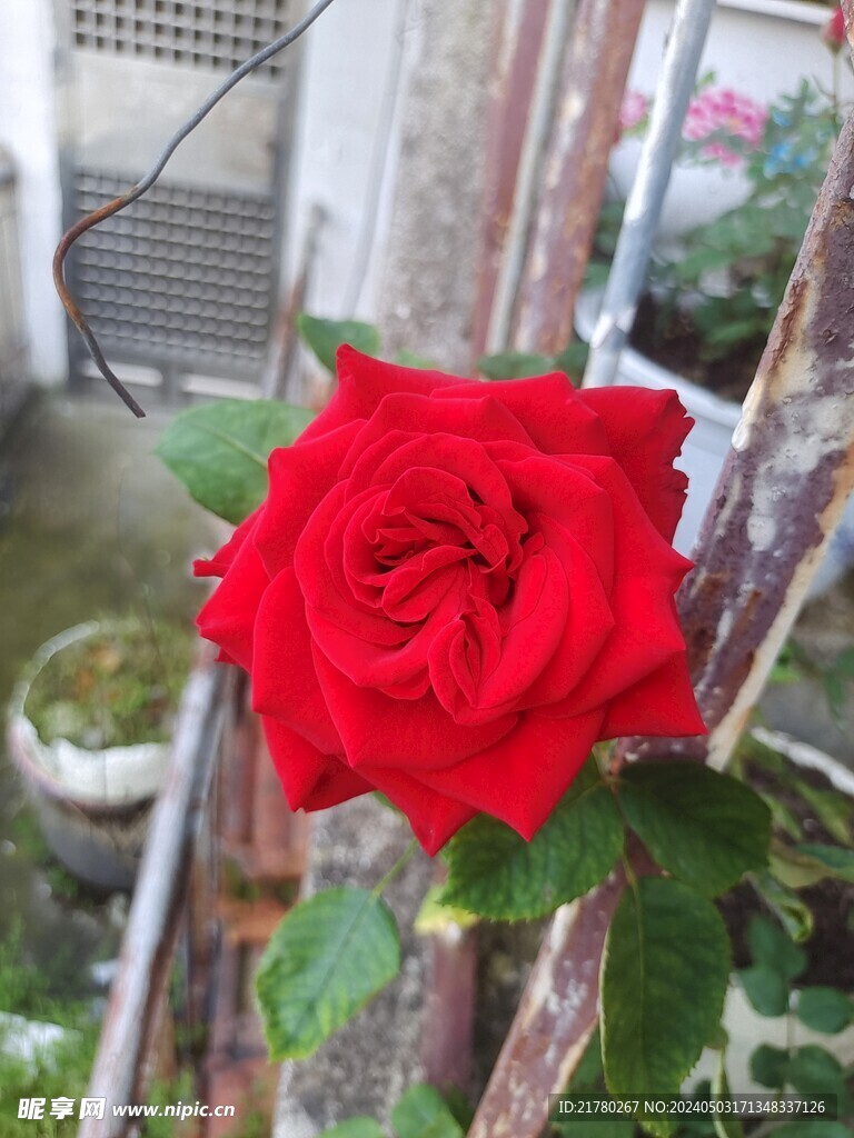 红花