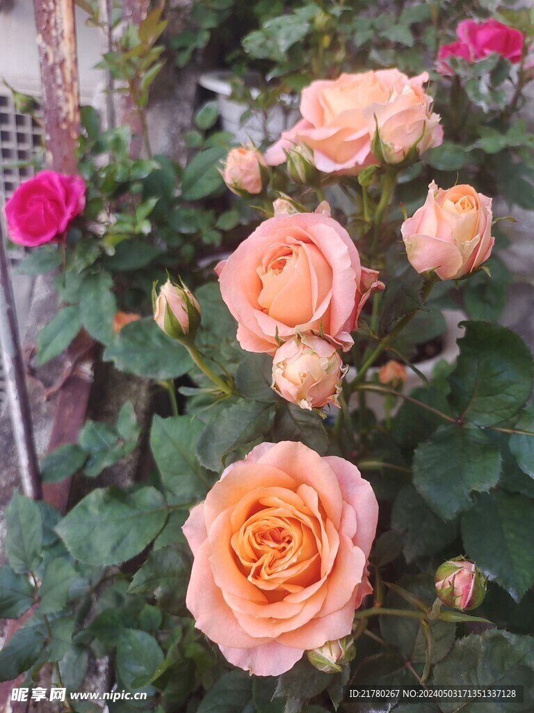 月季花