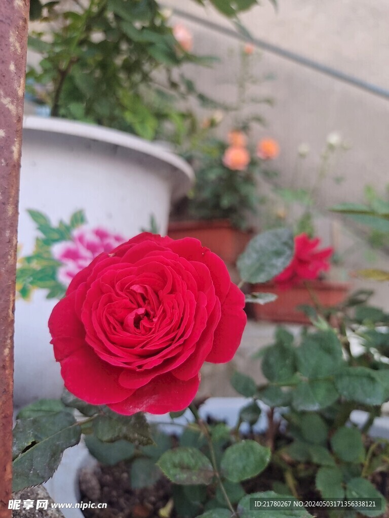花开了