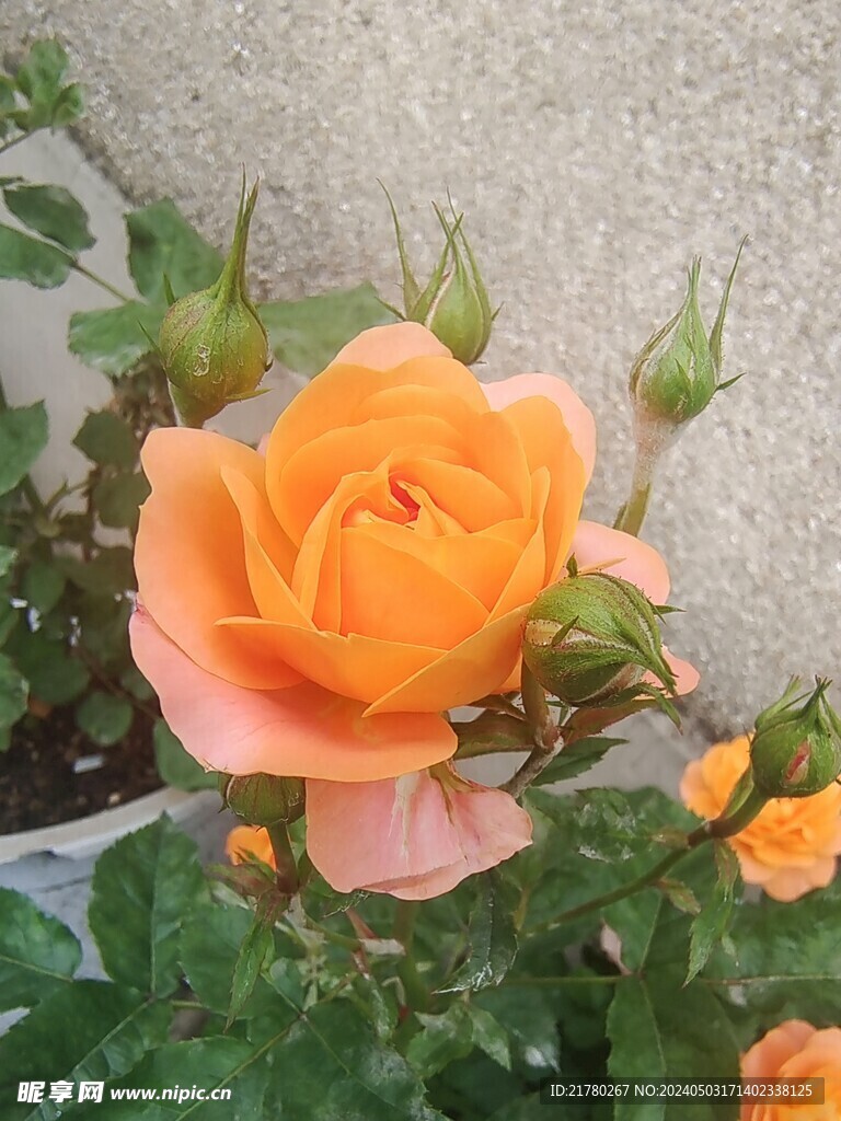 月季