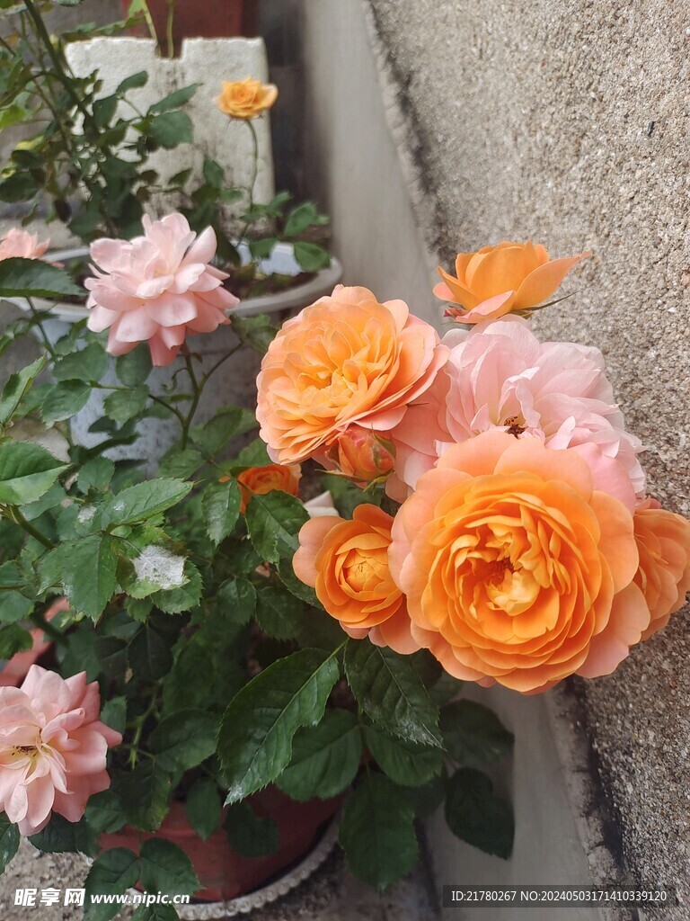 渐变月季花