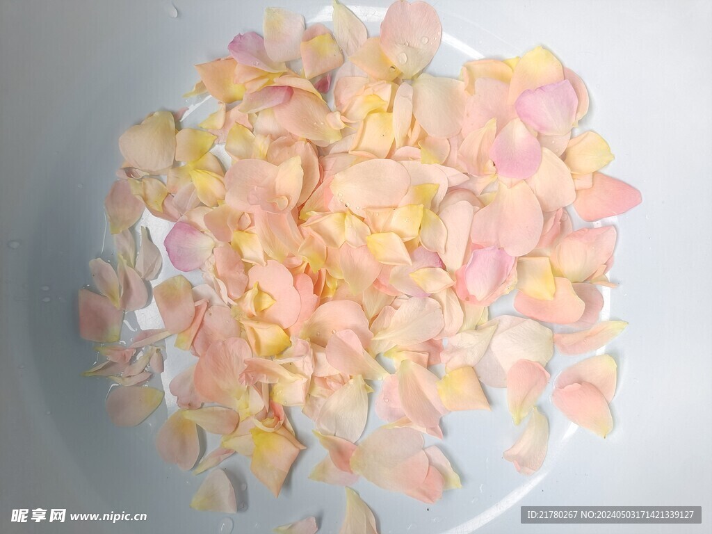 月季花瓣