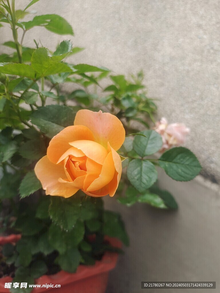 月季