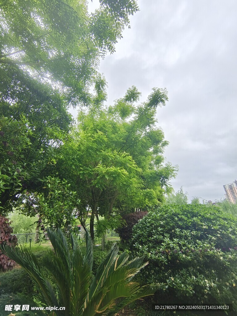 绿植
