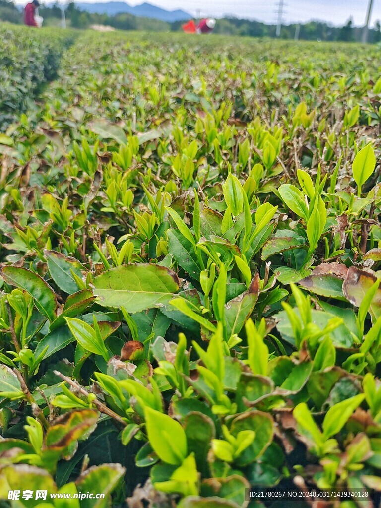 茶叶