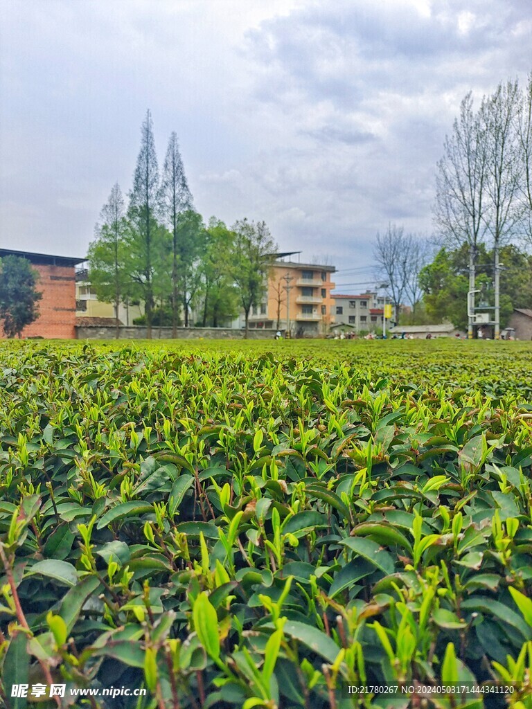 茶树