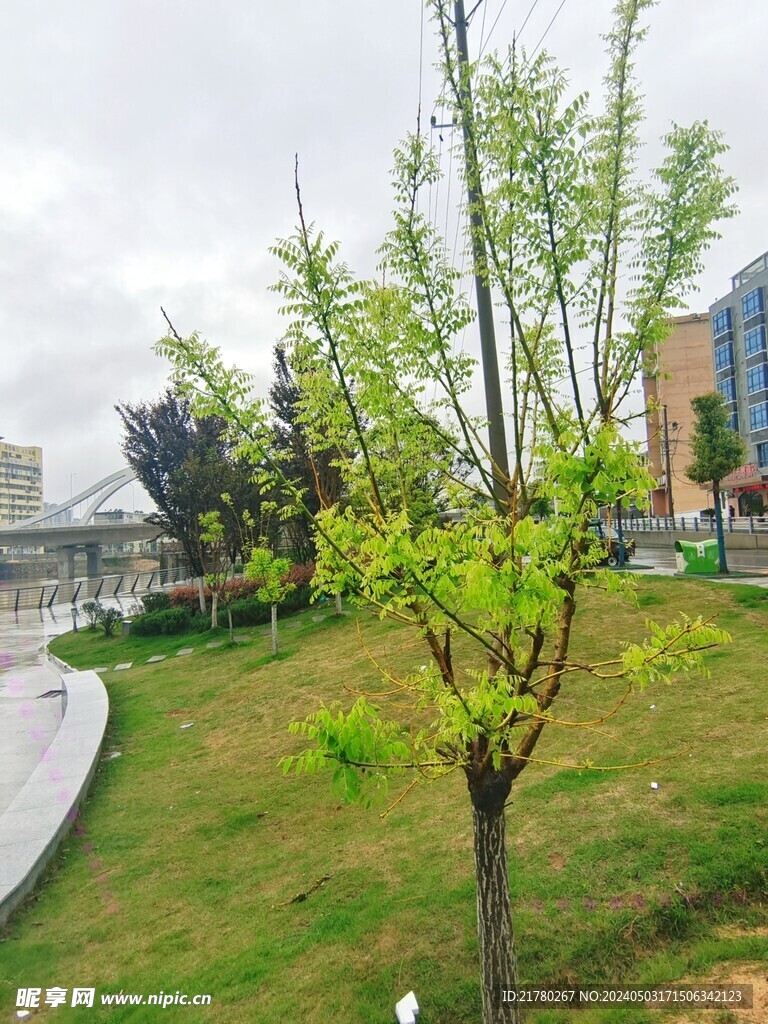 槐 