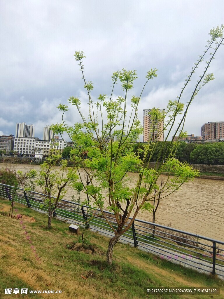 公园槐树