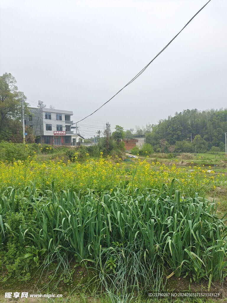 蒜苗