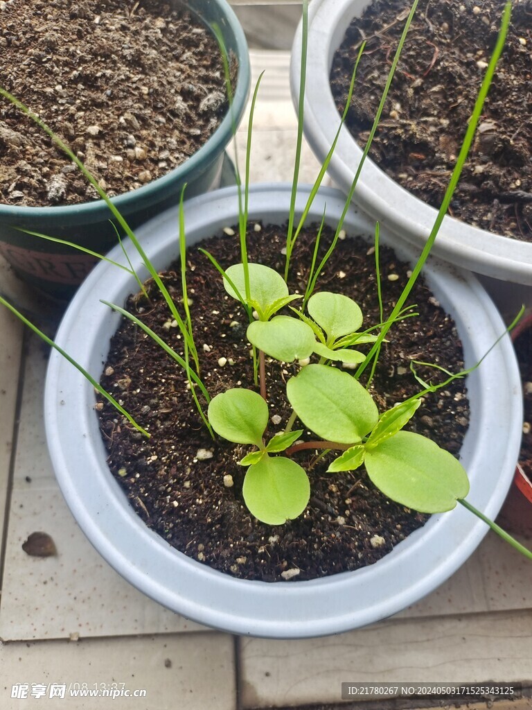 凤仙花苗
