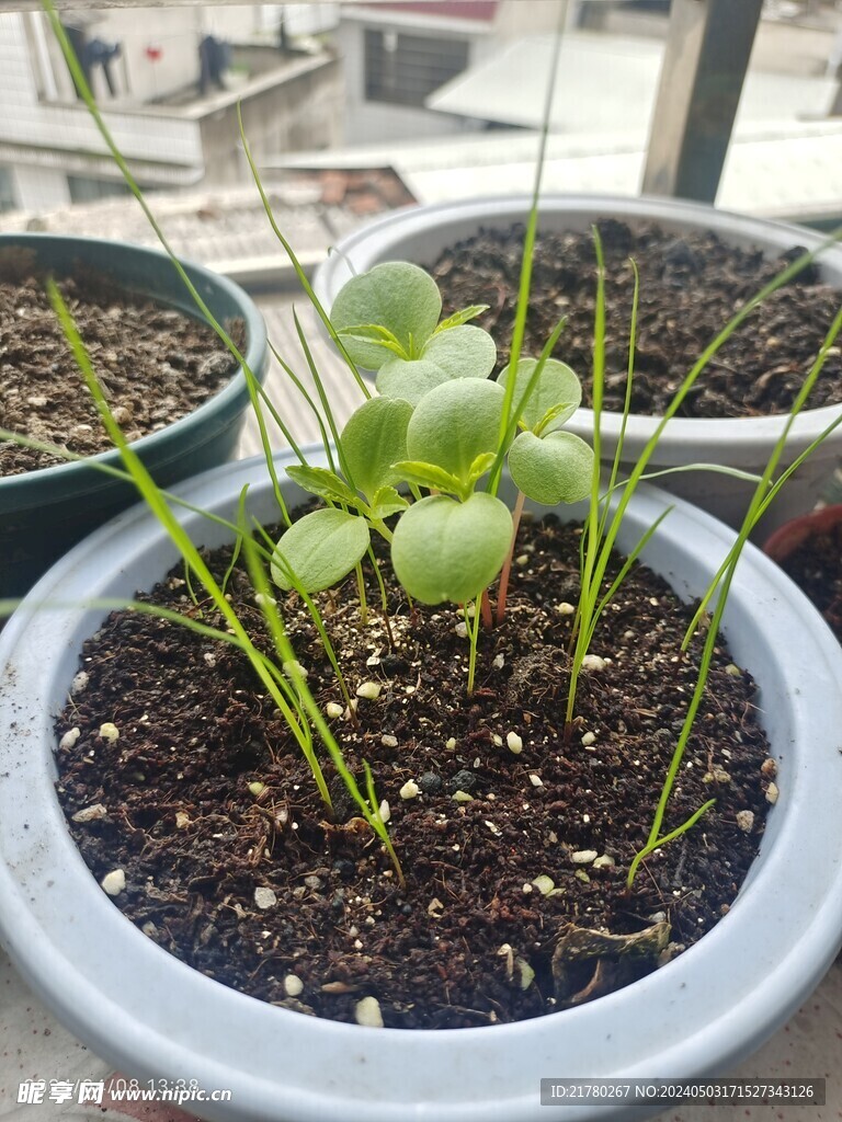 花籽 花芽