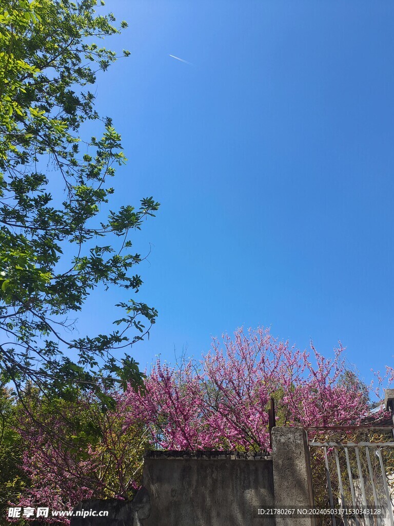 蓝天绿树