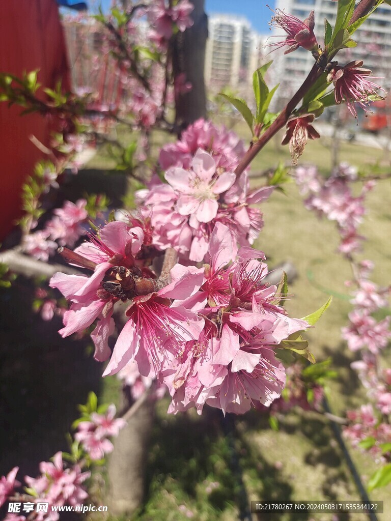 桃花图片