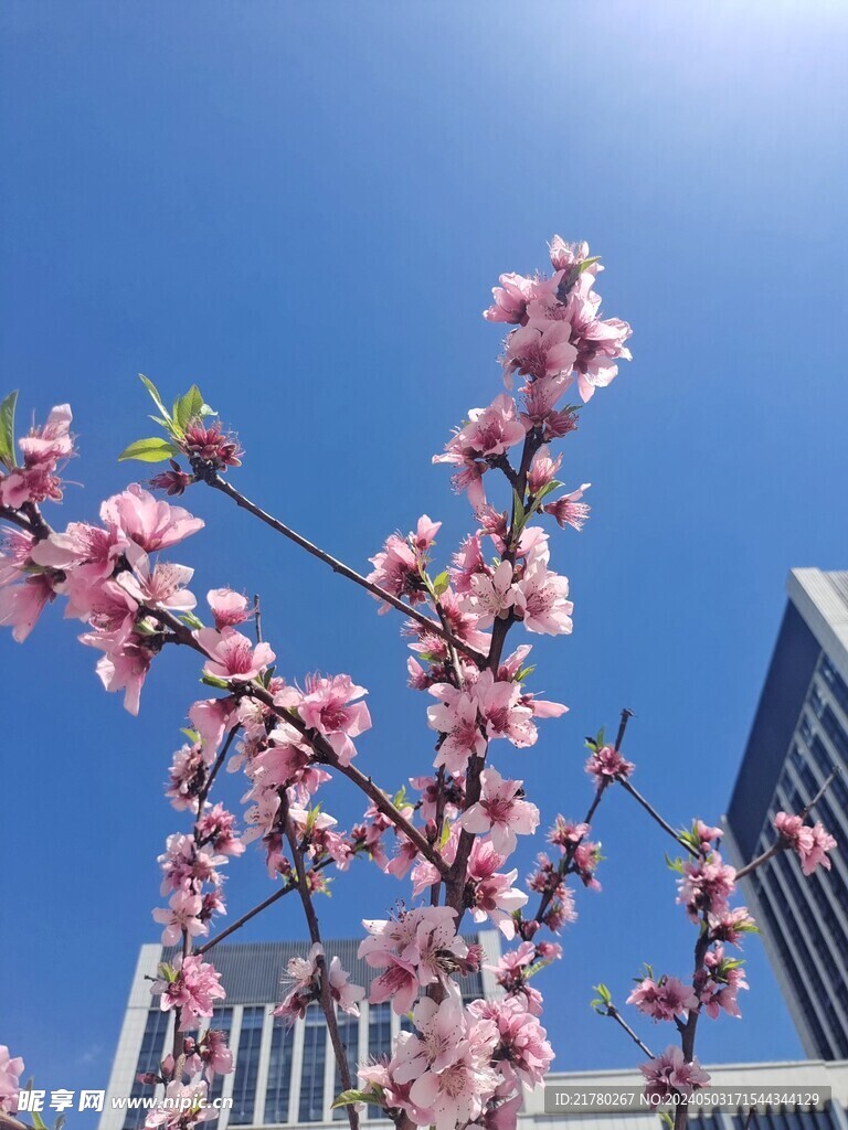 桃花