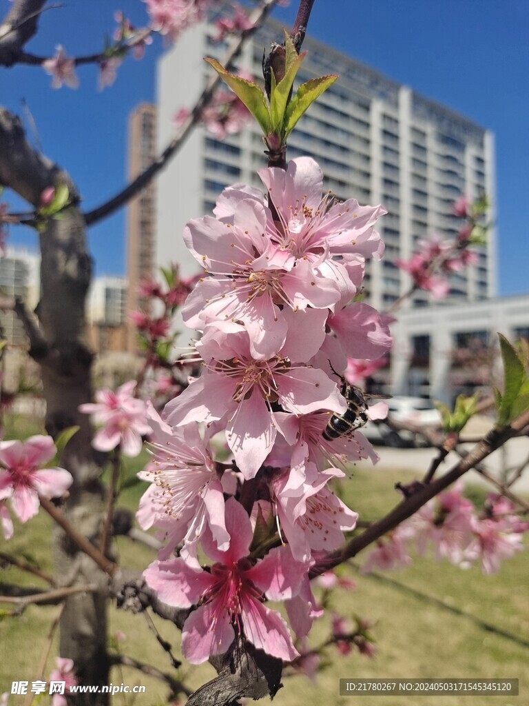 桃花