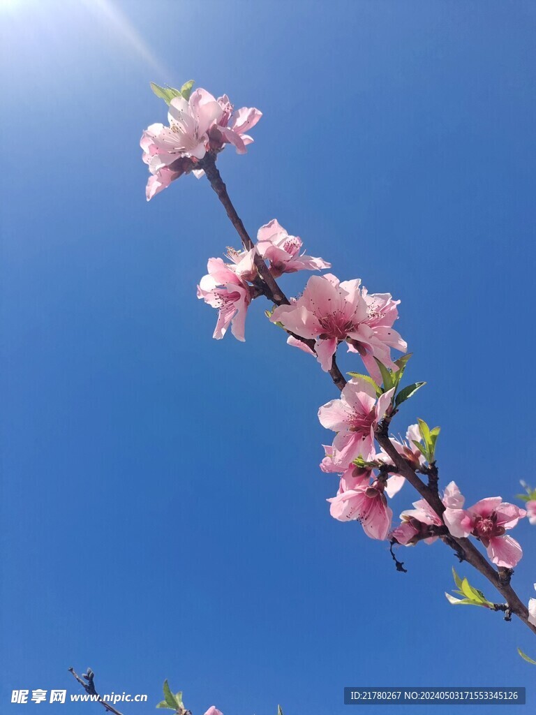 阳光下一枝花