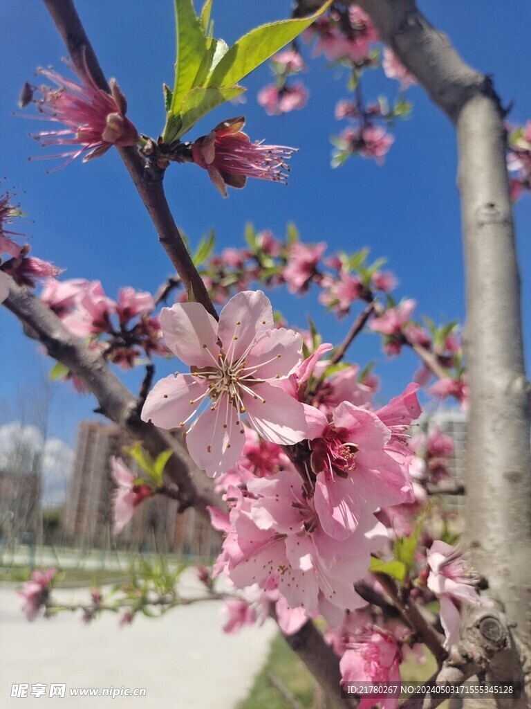 桃树枝