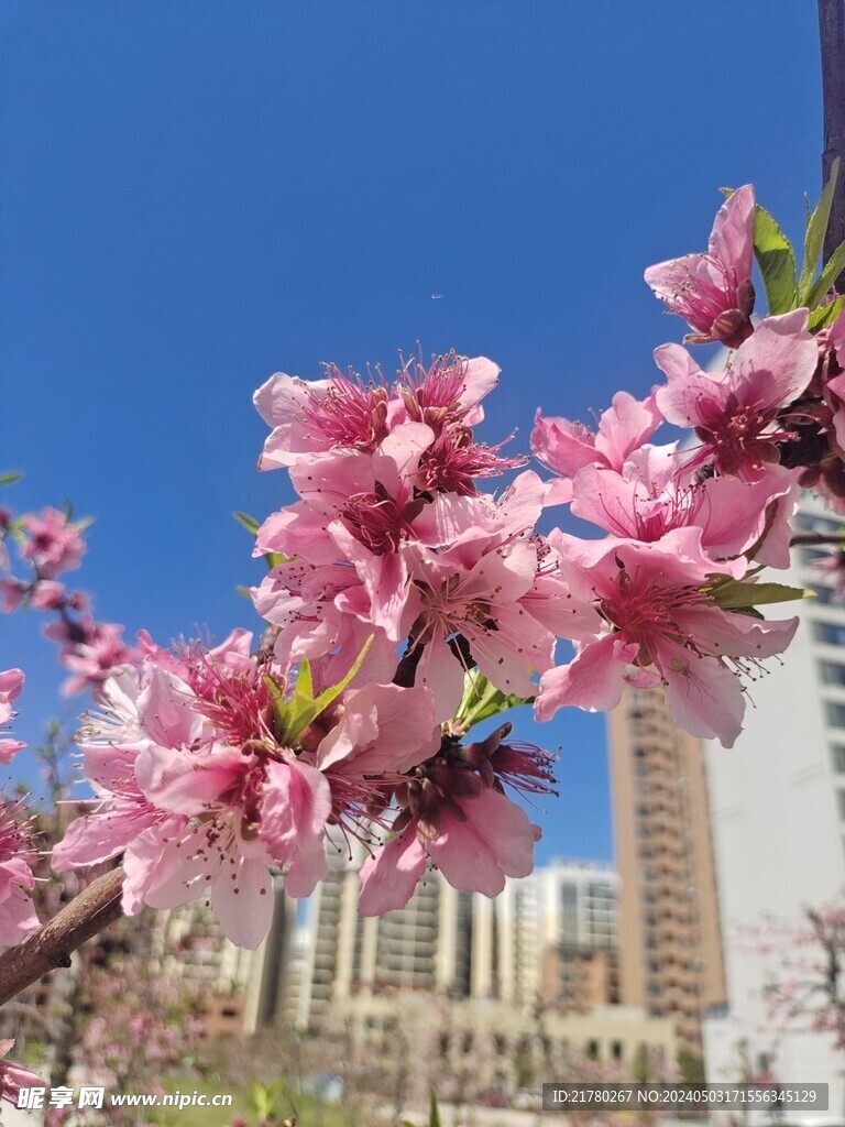 蓝天下的桃花