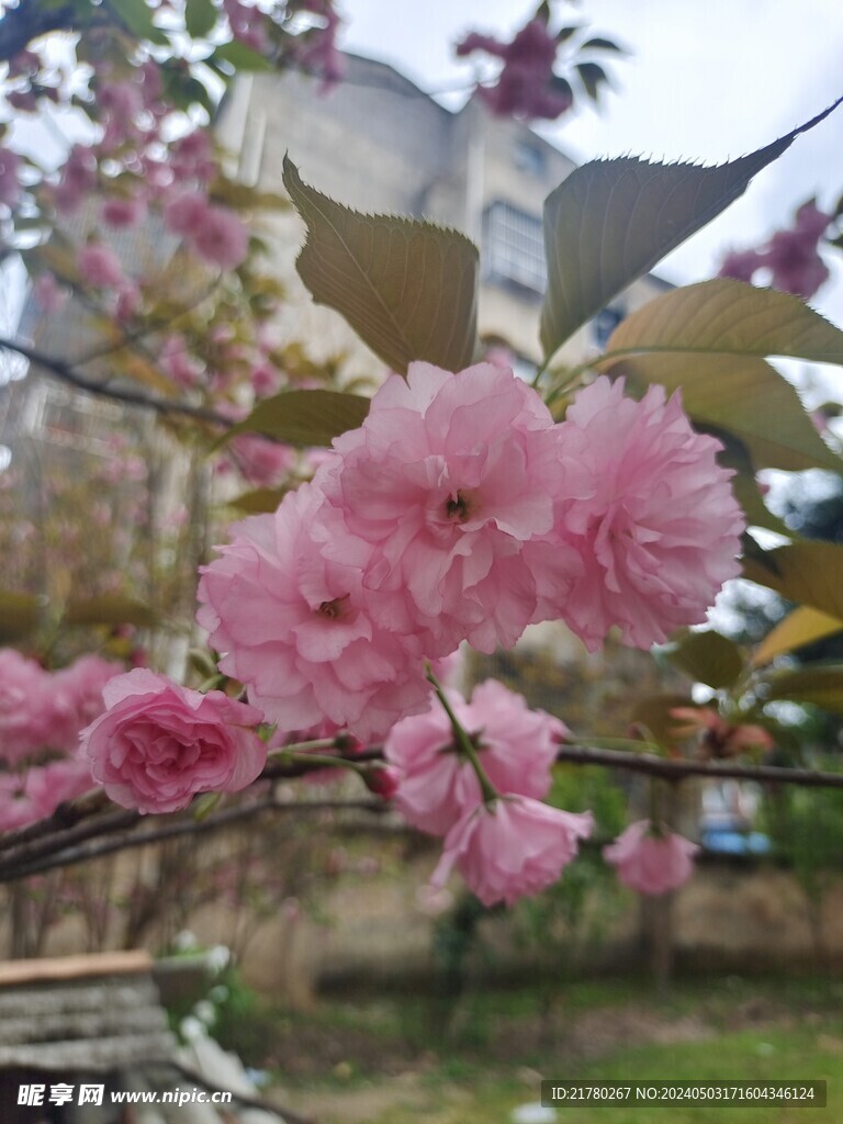 樱花