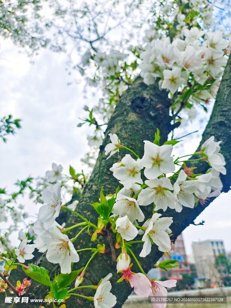 樱花开放