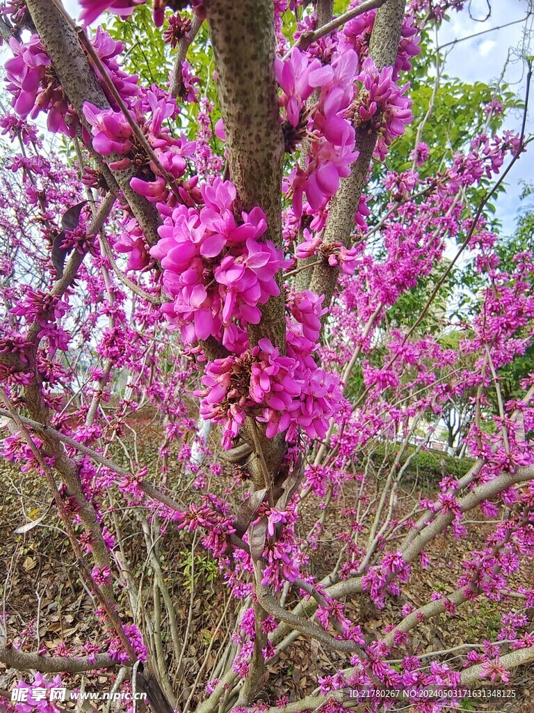 紫荆花