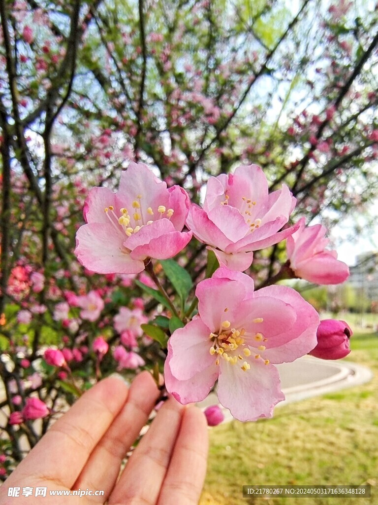 海棠花