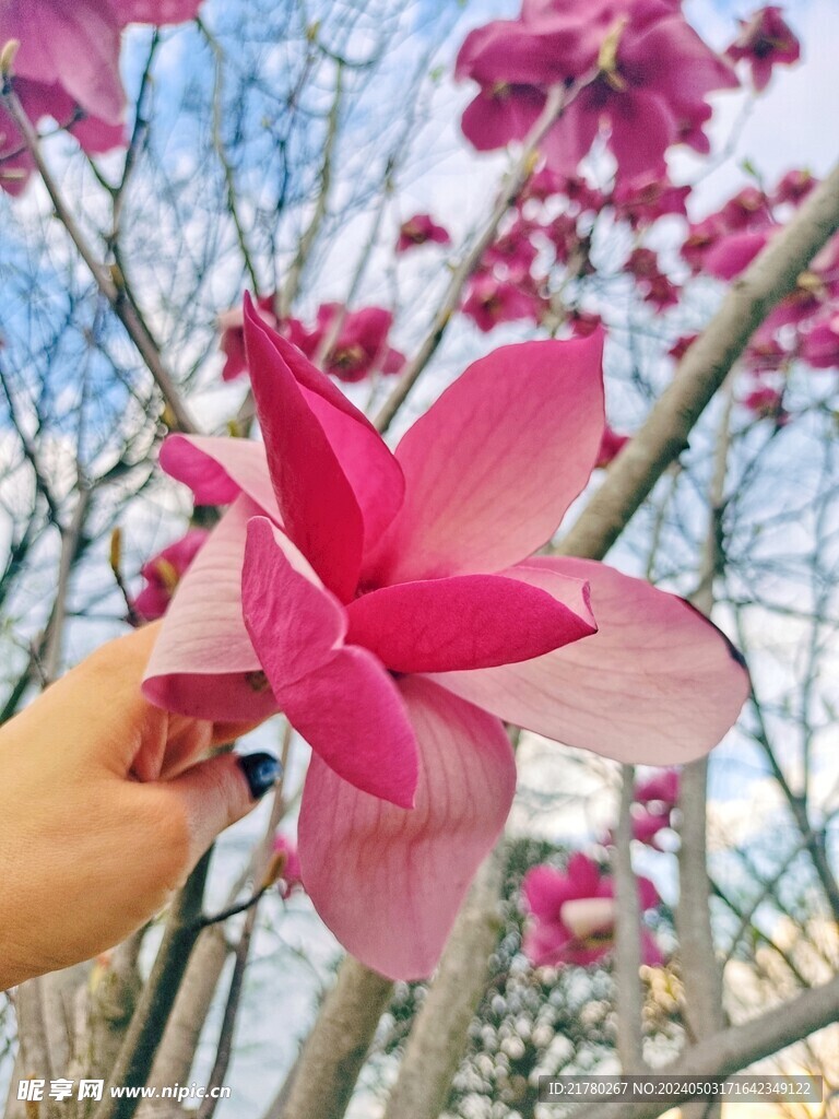 玉兰花