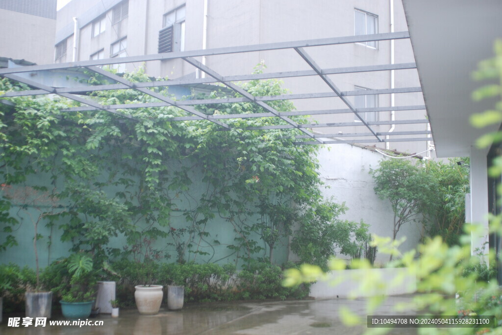 水君子花草