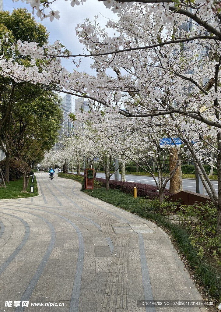 樱花树