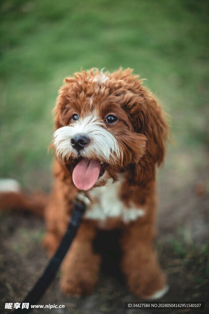 狗狗