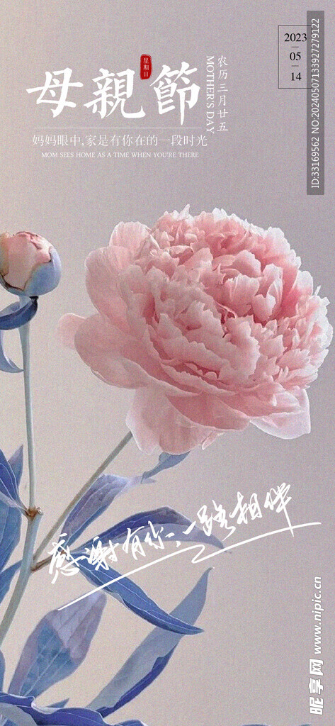 感恩母亲节康乃馨海报
