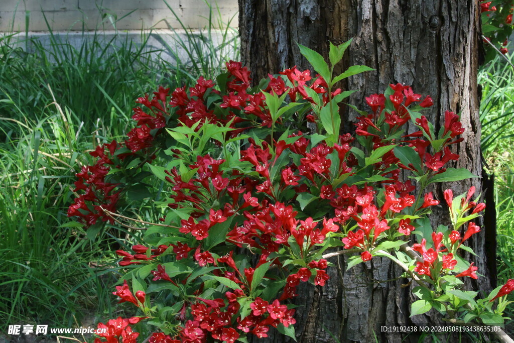 锦带花  