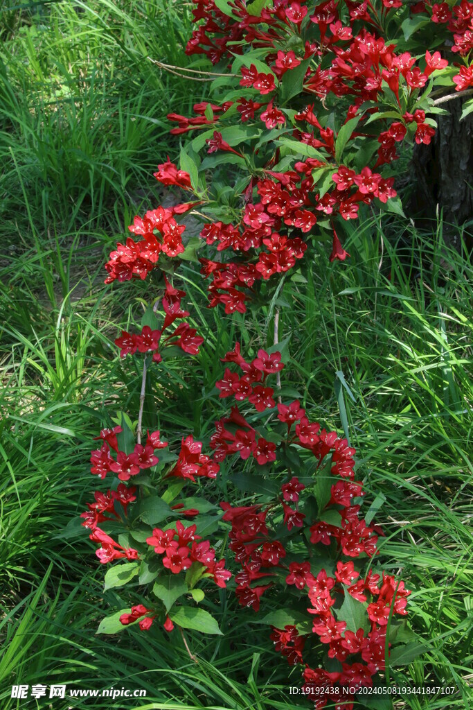 锦带花 
