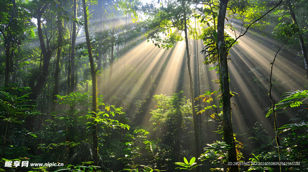 森林丁达尔光线