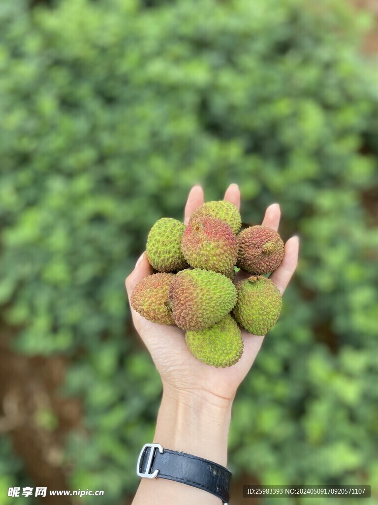 荔枝