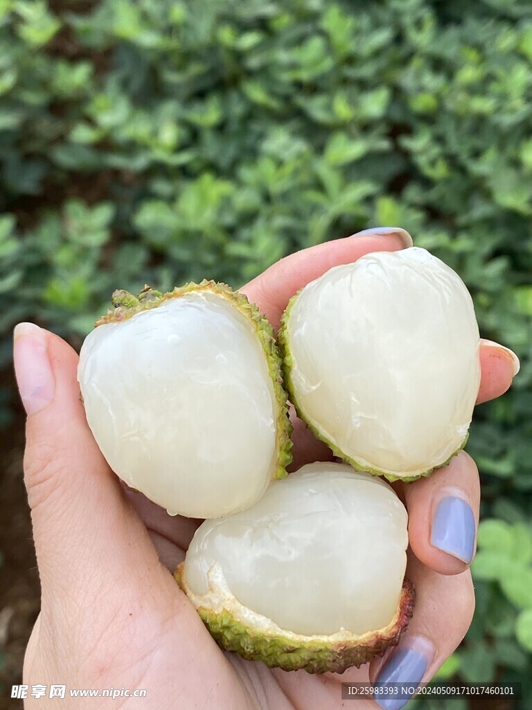 荔枝